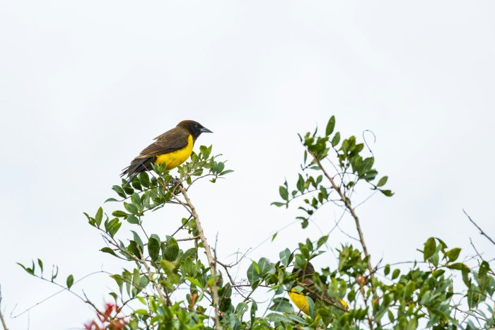 Yellow and Brown Birds Perched on Tree Branches