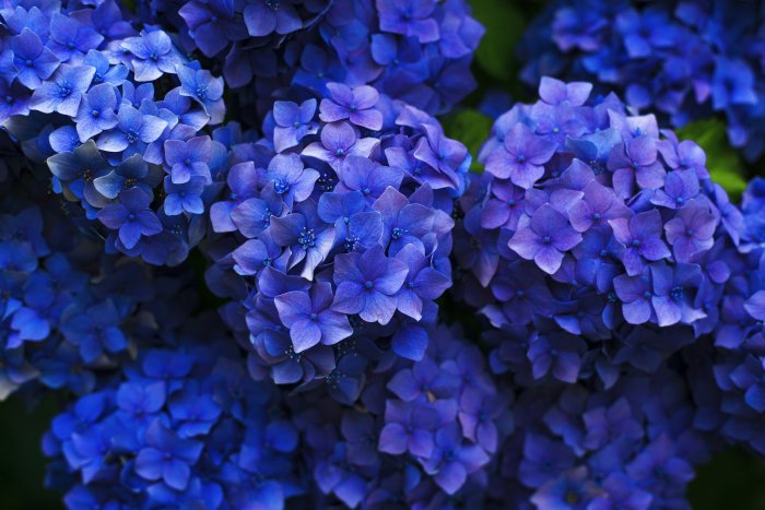 Close-Up of Deep Blue Hydrangea Flowers