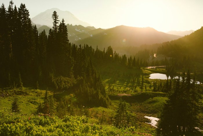 Mountain valley with pine forests at golden hour
