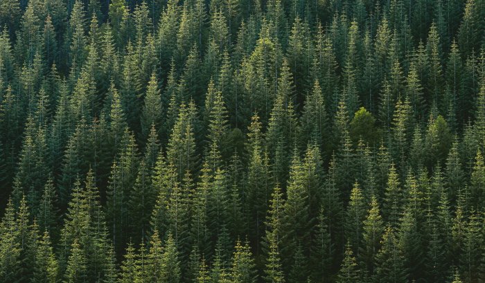 Aerial view of a dense pine forest