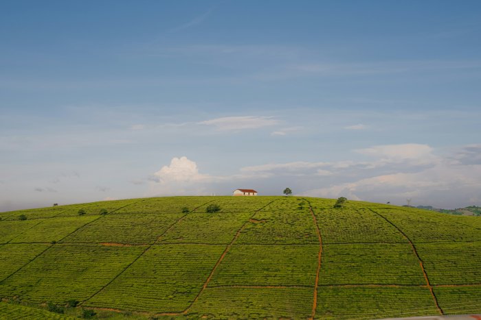 Lush green hill with a small house on top
