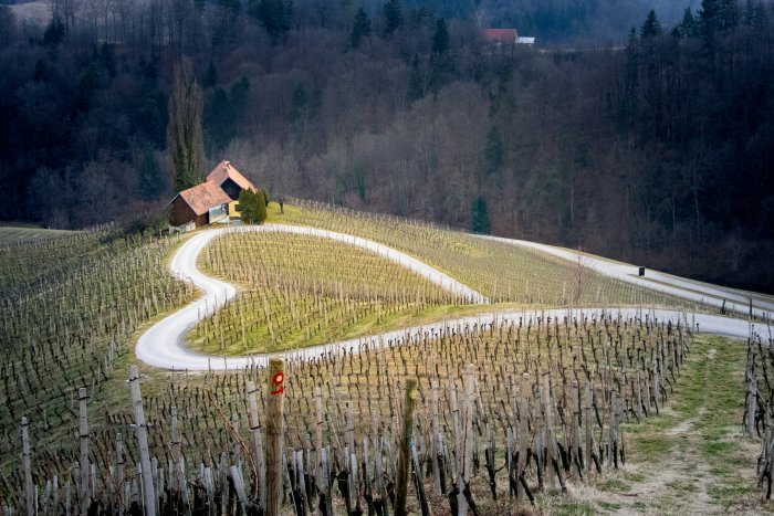 Heart-shaped road through a vineyard in Špičnik, Slovenia