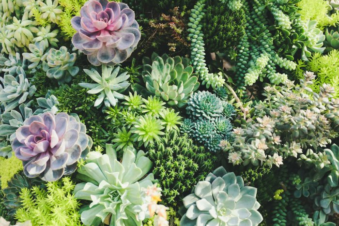 Dense Arrangement of Various Succulent Plants