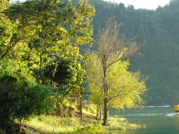 Green trees and wooden structure by a calm river