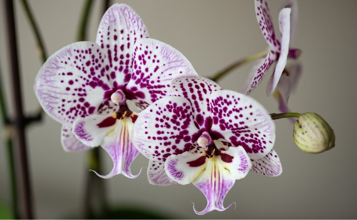 Purple Spotted White Phalaenopsis Orchids