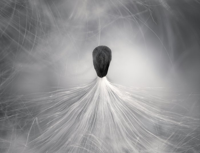 Black and White Macro of a Milkweed Seed