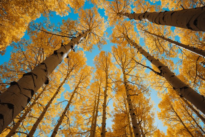 Tall Aspen Trees with Golden Autumn Leaves