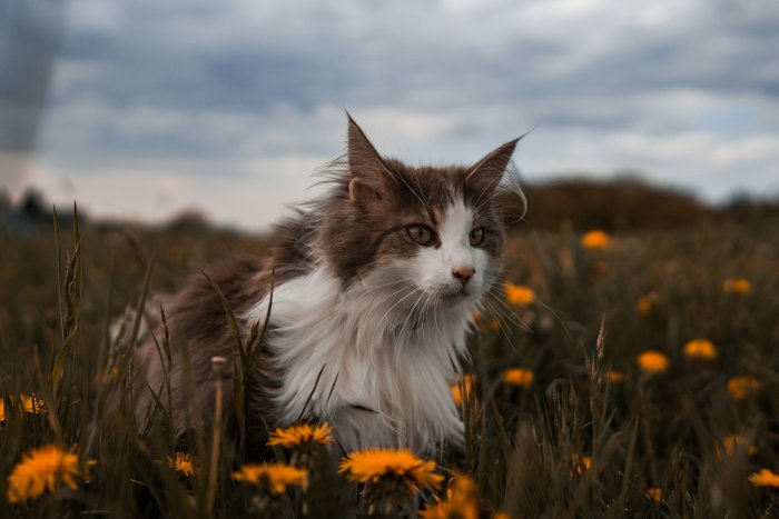 Long-haired brown and white cat in dandelion field
