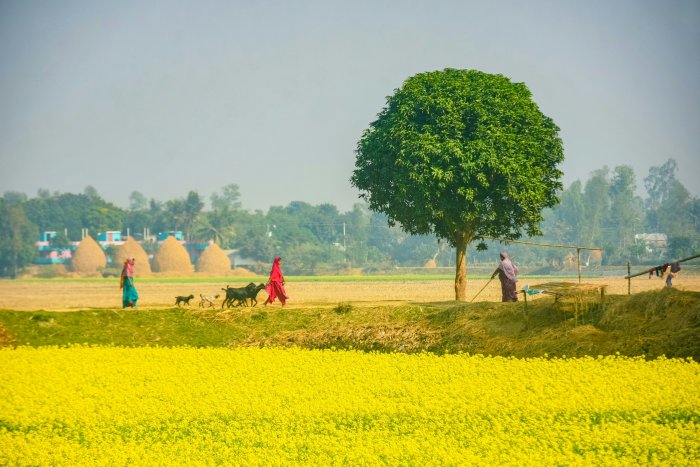 Rural Landscape with Mustard Field and People Walking