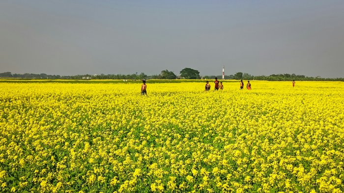 Children walking through a yellow mustard flower field