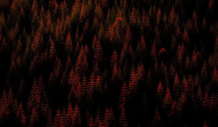 Dark pine tree forest with red highlights