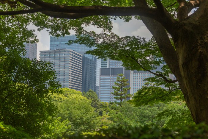 Trees framing modern city buildings