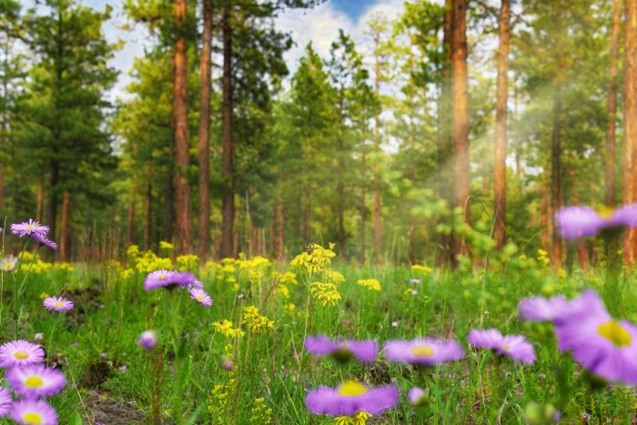 Purple and yellow wildflowers in a pine forest