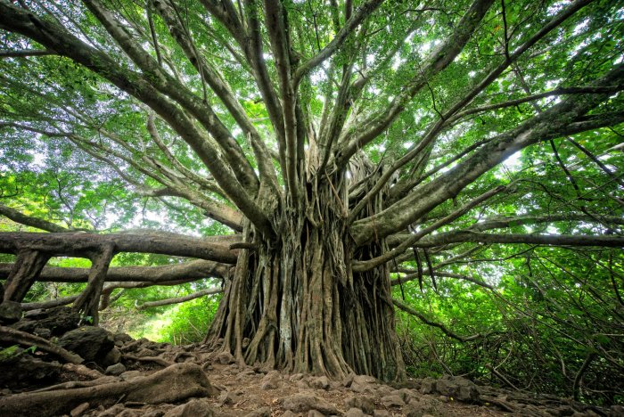 Massive Banyan Tree with Aerial Roots