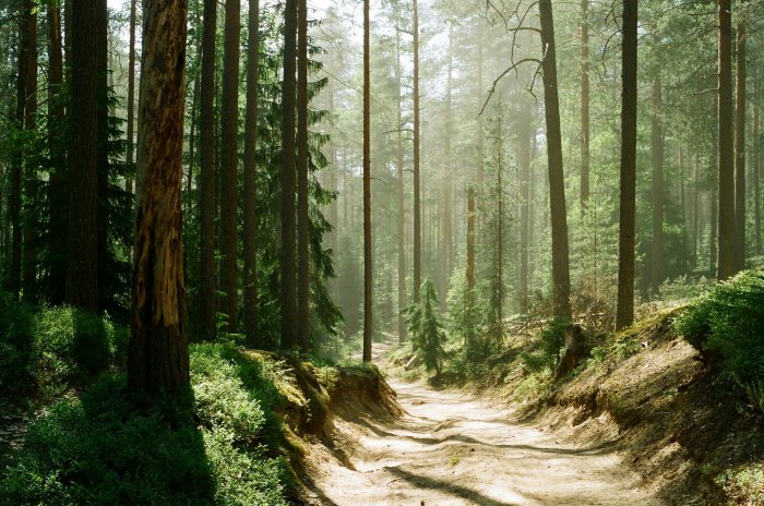 Dirt road winding through a sunlit pine forest