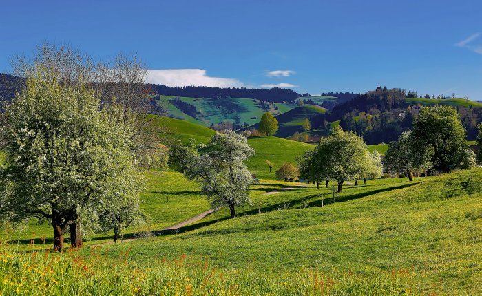 Rolling green hills with trees under a blue sky