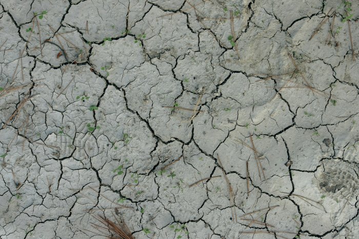 Cracked dry earth with small green sprouts