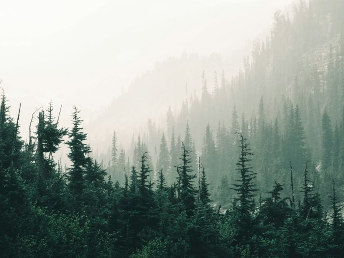 Misty Pine Forest on a Mountain Slope