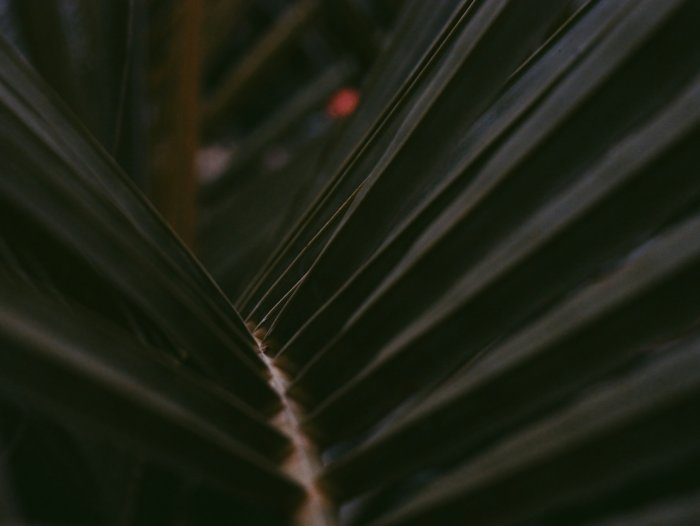 Close-up of dark palm fronds