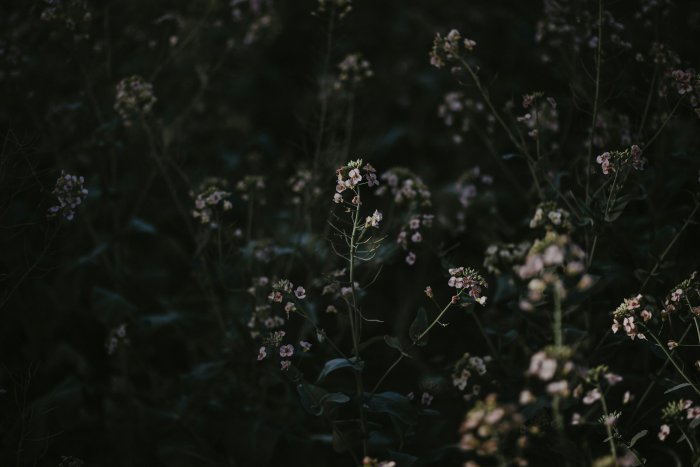 Delicate wildflowers in soft focus
