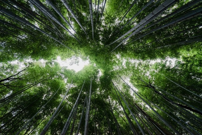 Looking up through a dense bamboo forest canopy