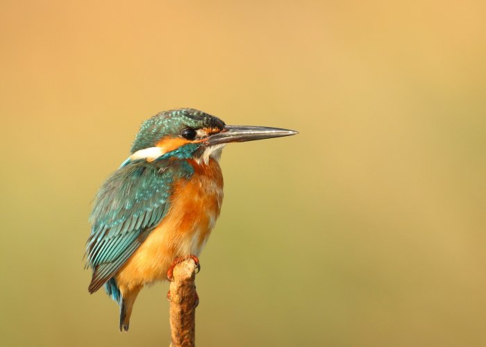 Kingfisher perched on a branch