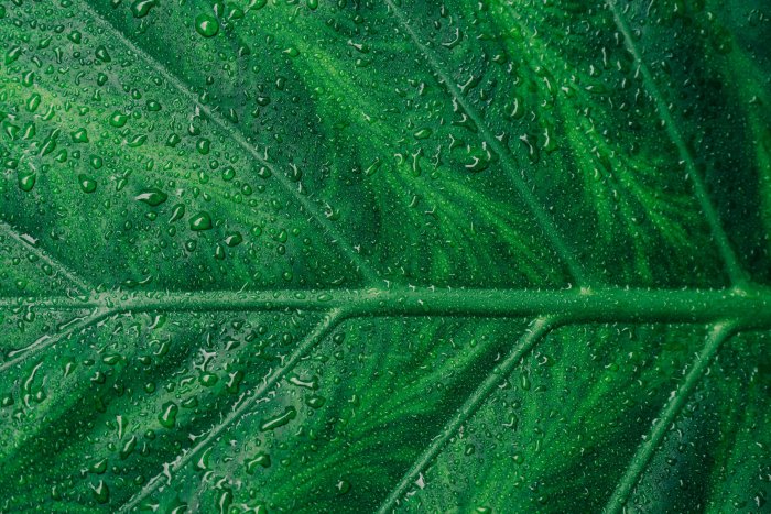 Close-up of a wet green leaf with veins