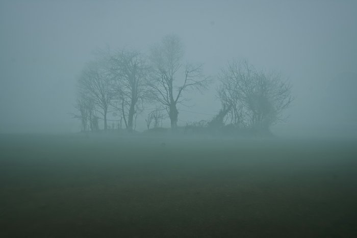 Bare trees in thick fog over a field
