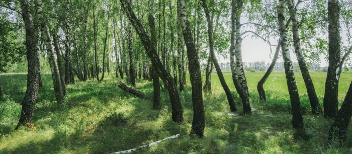Birch trees in a sunlit grassy field