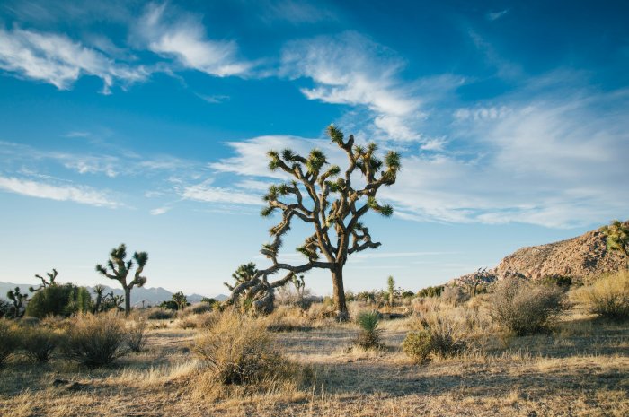 Joshua Tree in a desert landscape