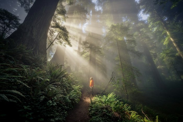Person in orange jacket walks through misty redwood forest