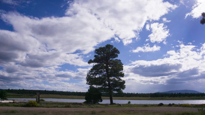 Lone pine tree by a lake under a cloudy sky