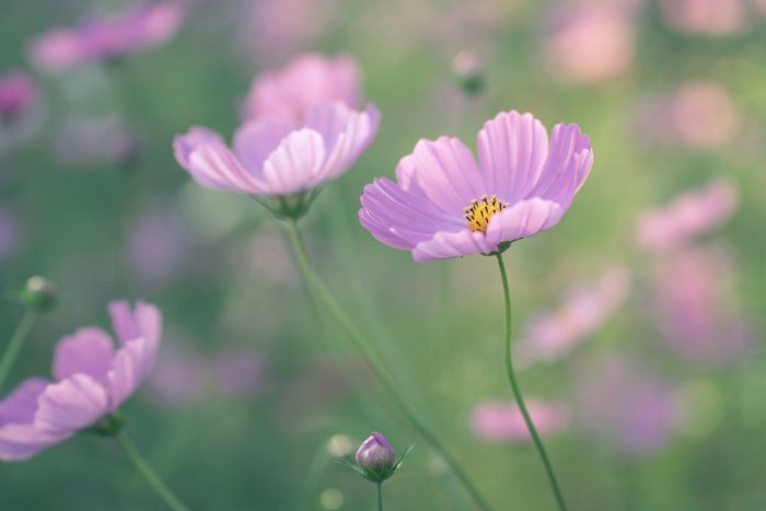 Pink cosmos flowers in soft focus