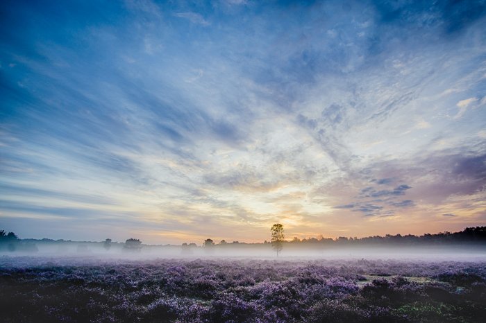 Misty field of purple flowers at sunrise