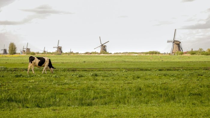 Cow grazing in a field with windmills