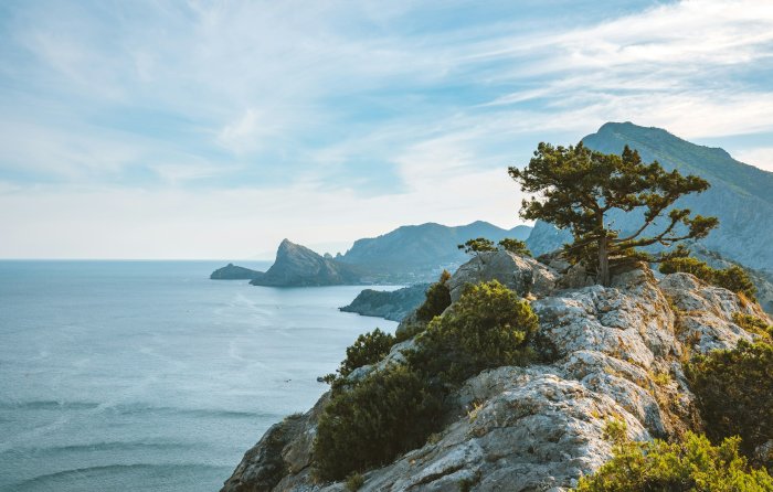 Rocky coastline with a lone tree overlooking the sea