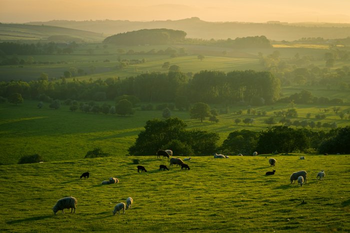 Sheep grazing in a rolling green landscape at sunset
