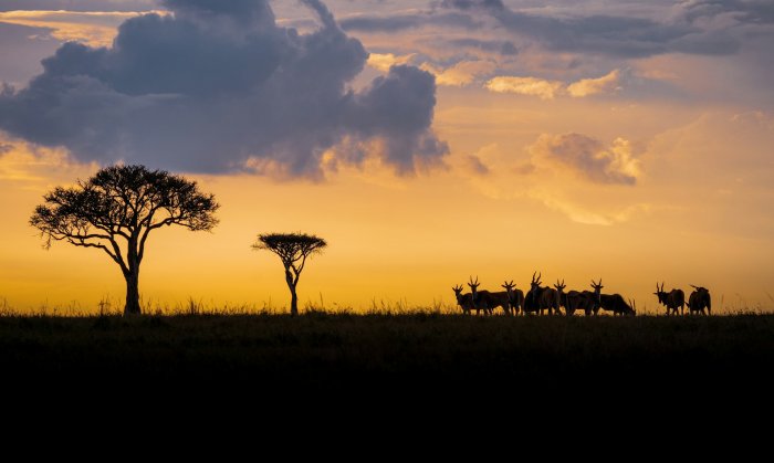 Antelopes and acacia trees at sunset