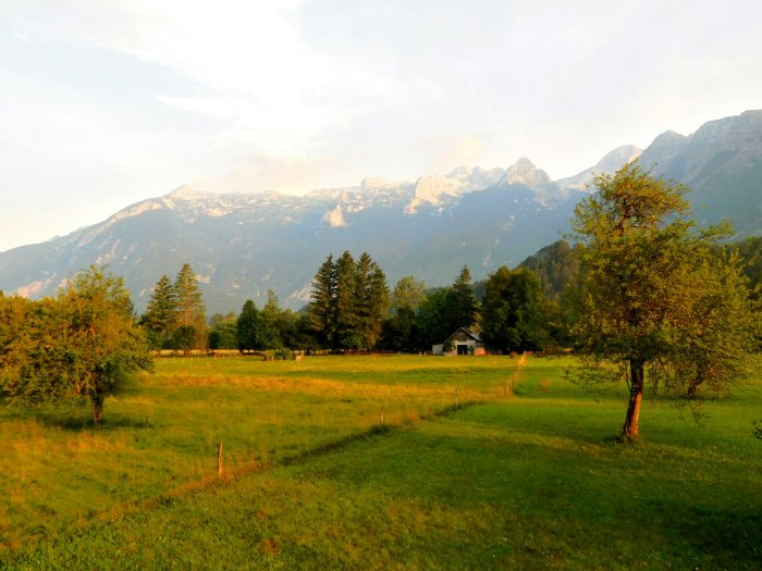 Grassy field with trees and mountains at sunrise