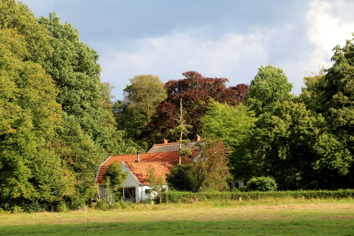 House nestled among lush green trees