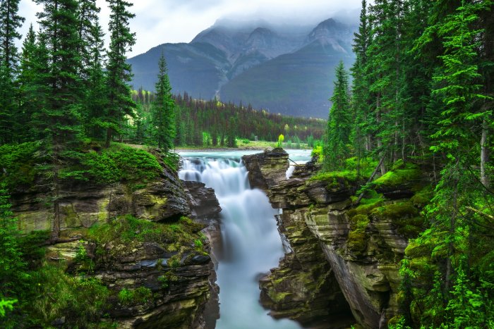 Waterfall cascading through a lush green forest