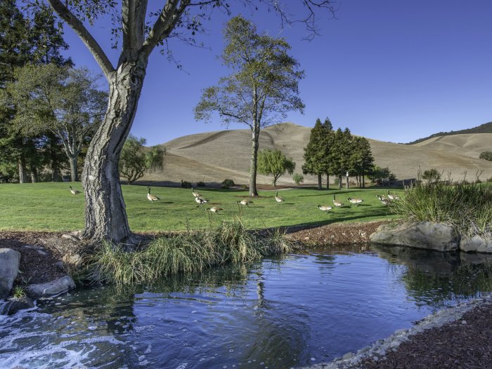 Geese on a grassy field by a pond with rolling hills