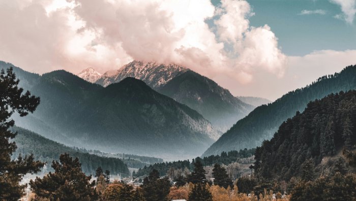 Misty Mountains and Pine Forests