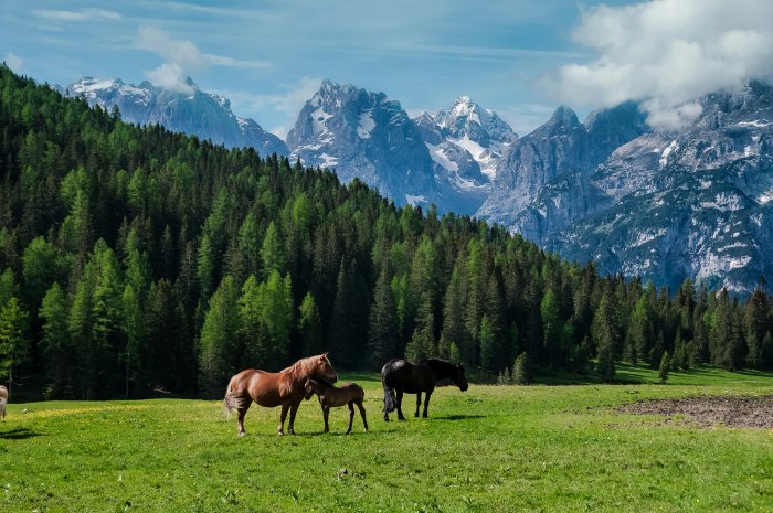 Horses in a green field with mountains