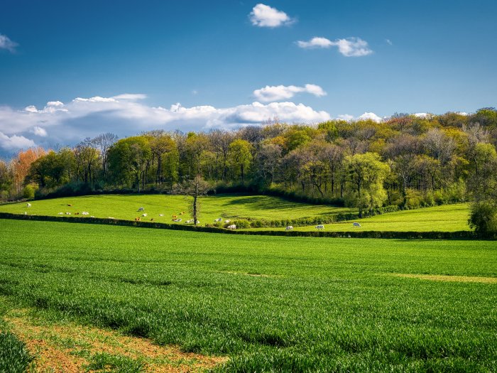 Green Rolling Hills with Cows Under a Blue Sky