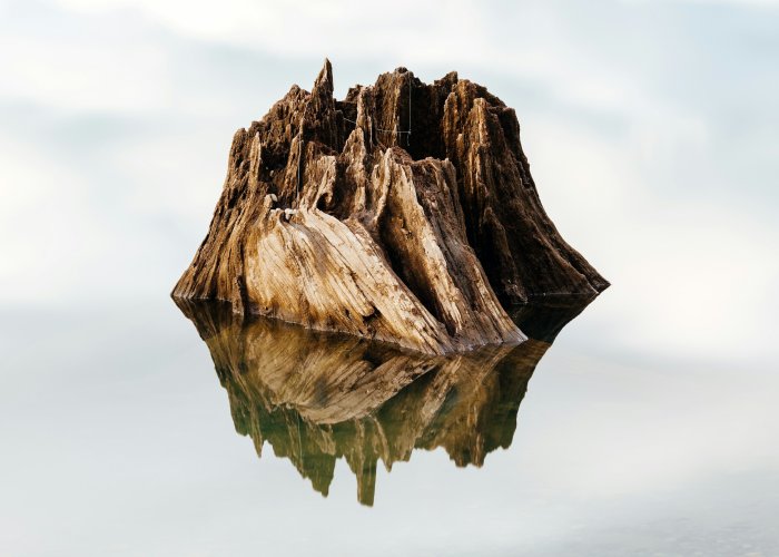 Tree stump reflected in calm water