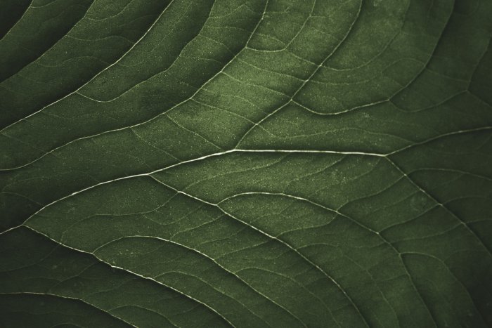 Close-up of a dark green leaf with prominent veins
