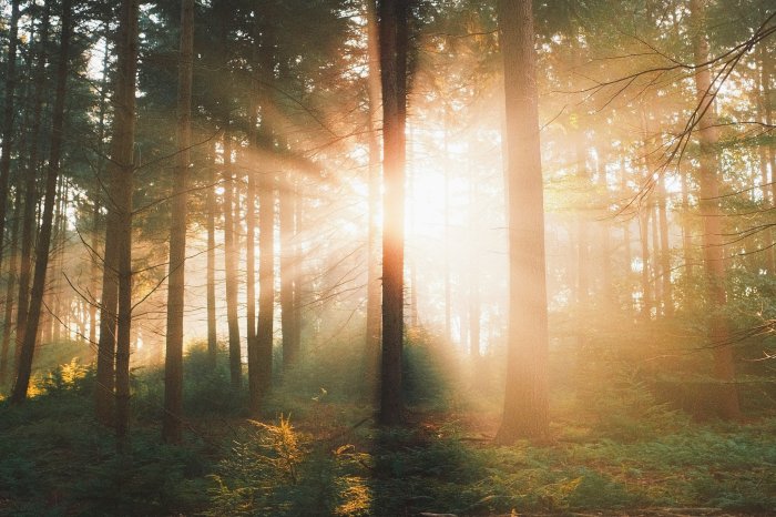 Sunbeams through a misty forest canopy