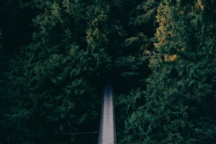 Suspension bridge through a dense forest