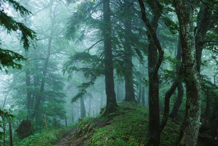 Foggy forest trail with lush green trees